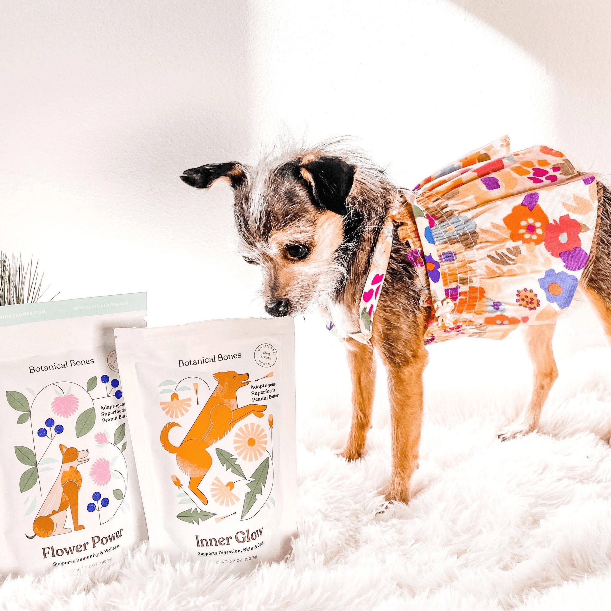 Inner Glow Superfood Peanut Butter Dog Treats for Digestive Health